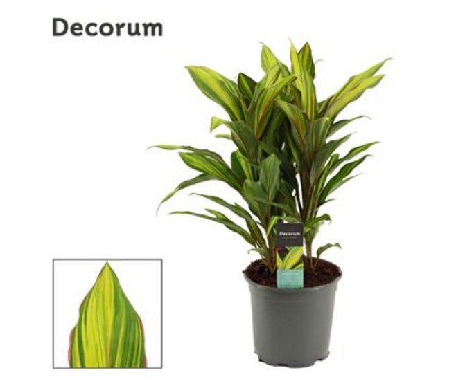 CORDYLINE FRUTICOSA KIWI