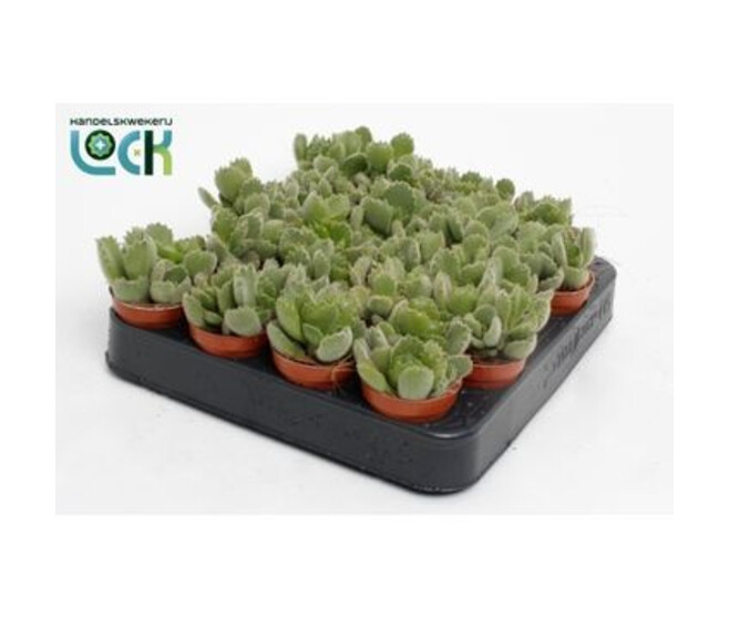COTYLEDON LADYSMITHIENSIS