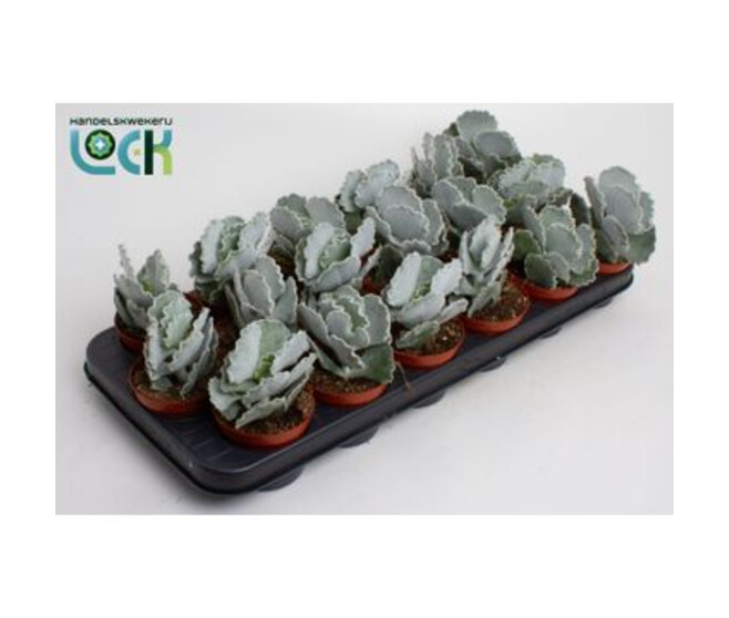 COTYLEDON UNDULATA