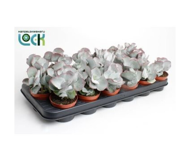 COTYLEDON ORBICULATA OBLONGA