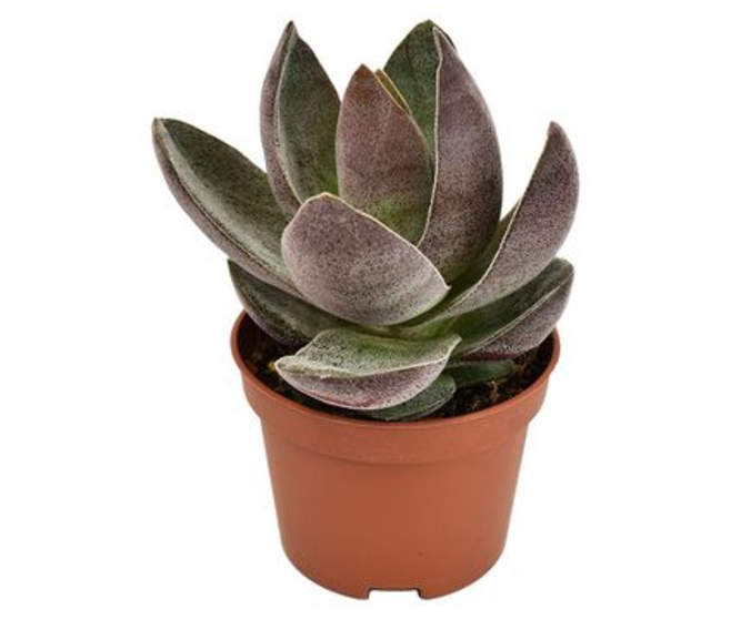 CRASSULA GARNET LOTUS