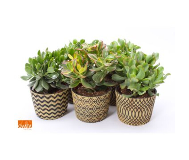CRASSULA CERAM