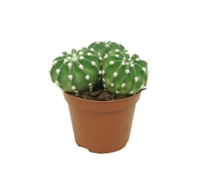CACTUS ECHINOPSIS OXIGONA