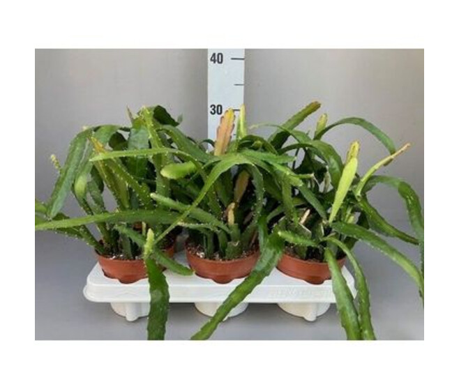 EPIPHYLLUM