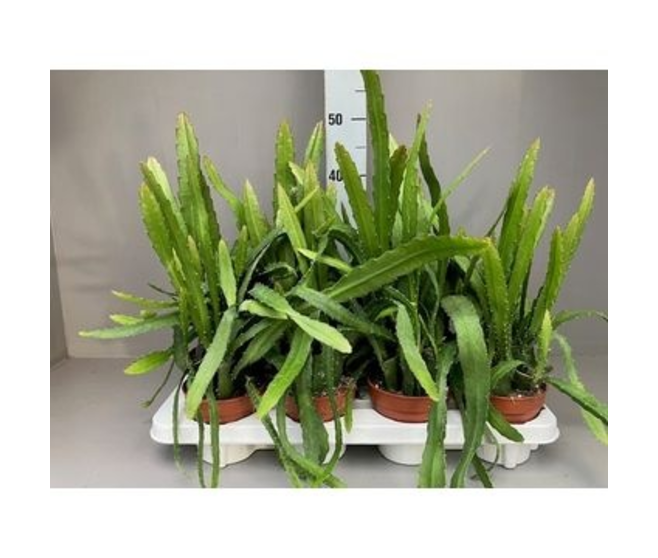 EPIPHYLLUM