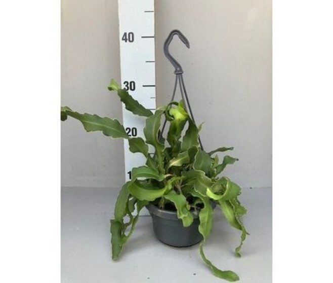 EPIPHYLLUM MONSTROSE
