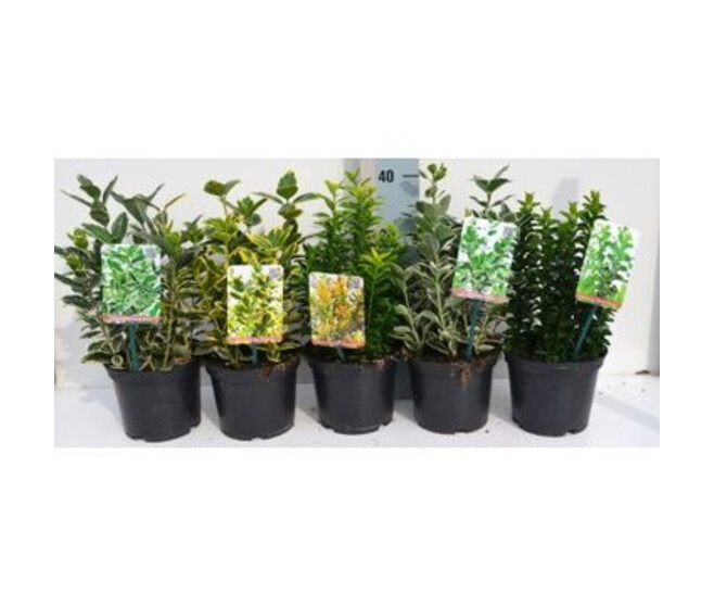 EUONYMUS JAPONICA VARIE