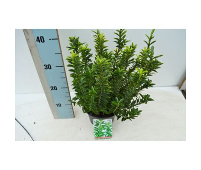 EUONYMUS AUREOVARIEGATUS