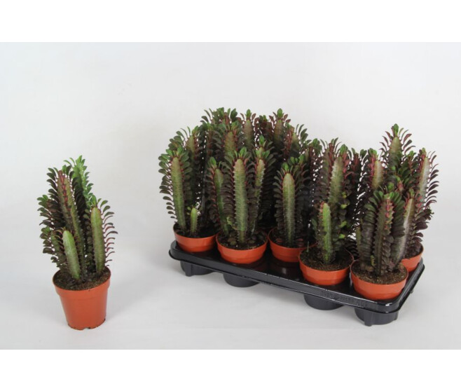 EUPHORBIA TRIGONA RUBRA