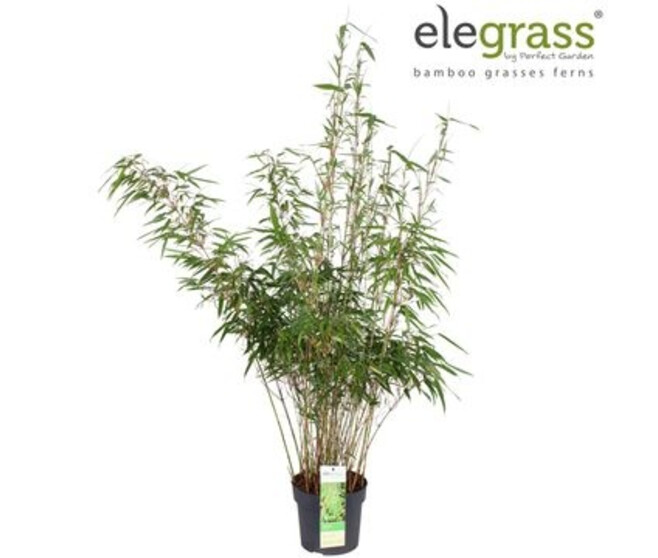 BAMBOU FARGESIA RUFA