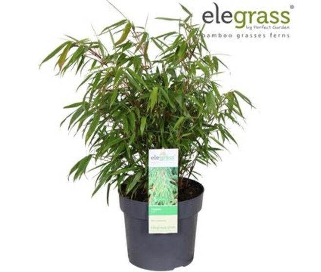 BAMBOU FARGESIA RUFA