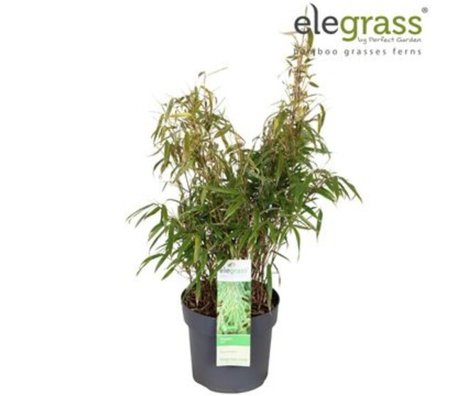 BAMBOU FARGESIA RUFA