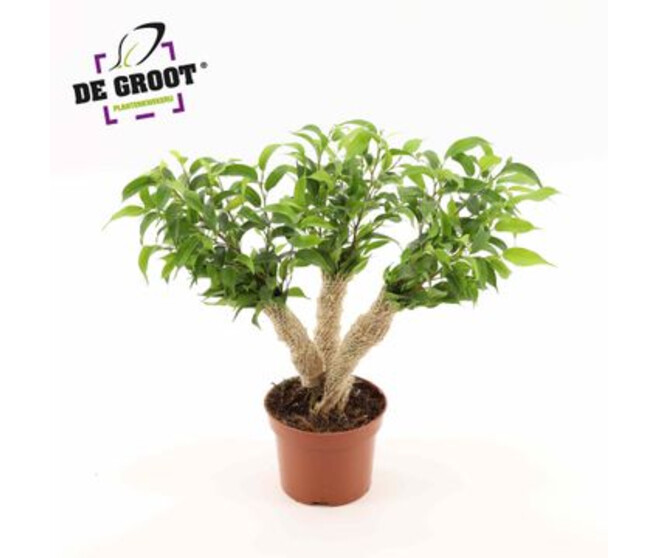 FICUS NATASJA JUTTE X3