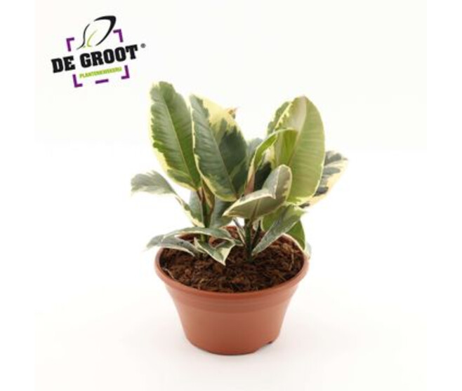 FICUS TINEKE 3PP COUPE