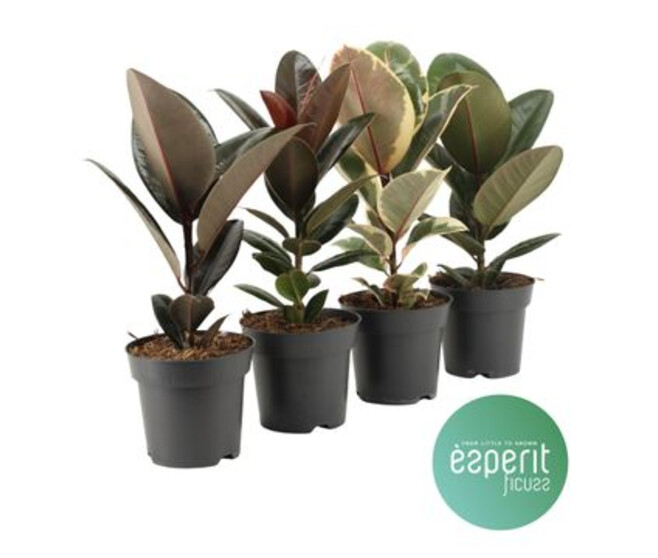FICUS ELASTICA VARIE