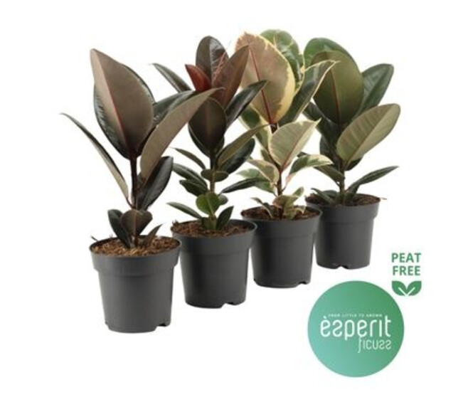 FICUS ELASTICA VARIE