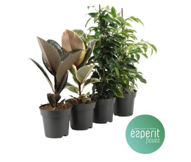 FICUS VARIE