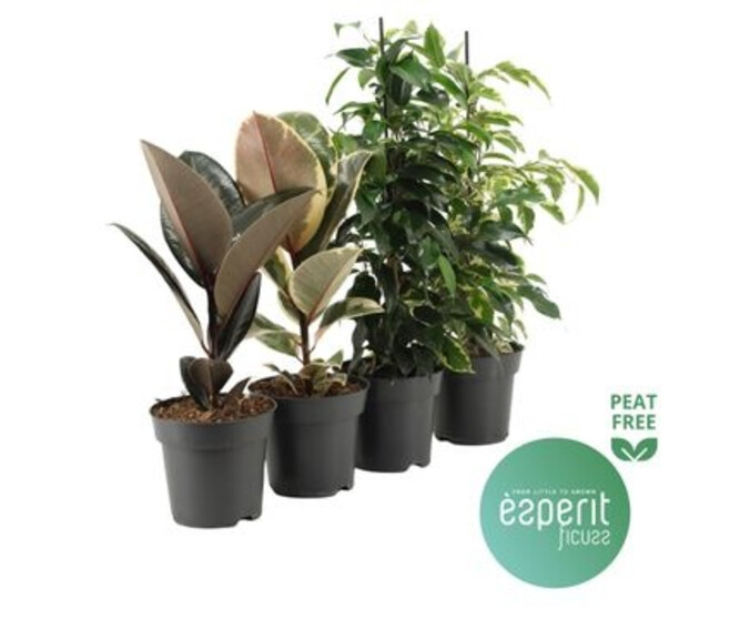 FICUS VARIE