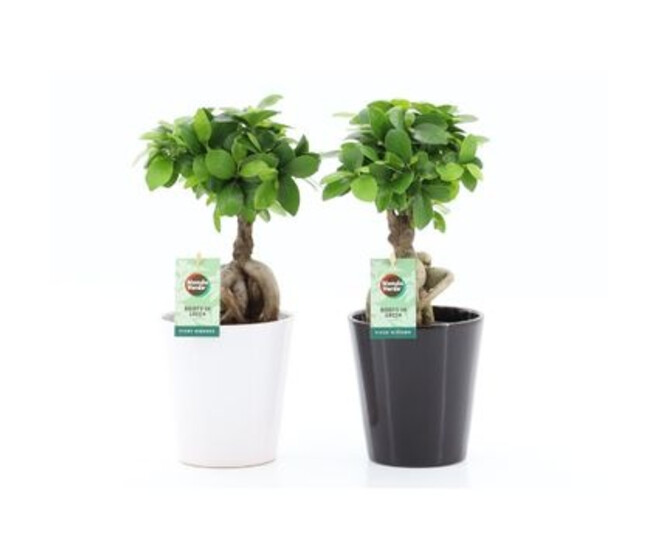 FICUS GINSENG CERAM