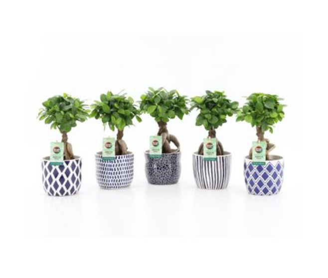 FICUS GINSENG CERAM