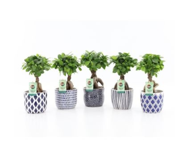 FICUS GINSENG CERAM