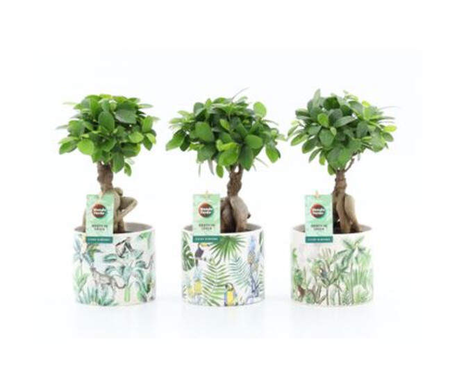 FICUS GINSENG CERAM