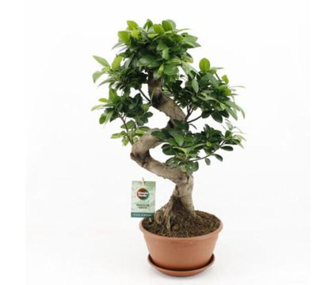 FICUS GINSENG