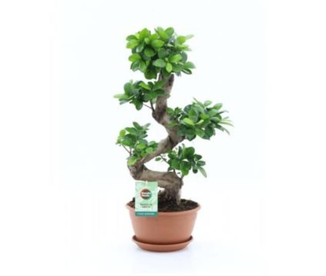 FICUS GINSENG
