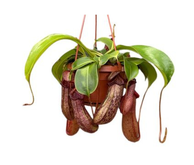 NEPENTHES MONKEY SUSP