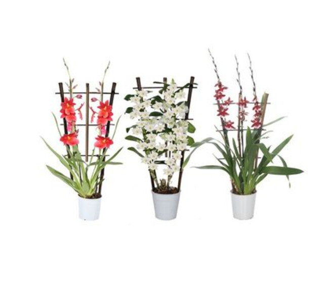 ORCHIDEE 2BR PALISSE