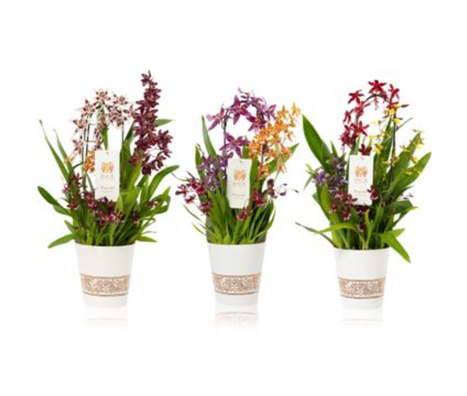 ORCHIDEE X3 P DECO