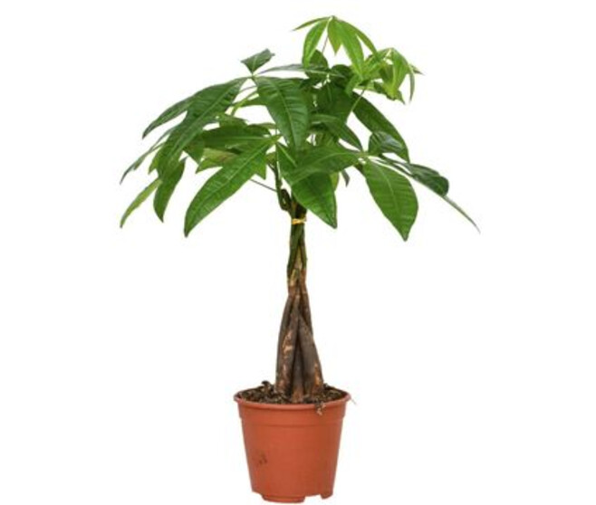 PACHIRA TRESSE