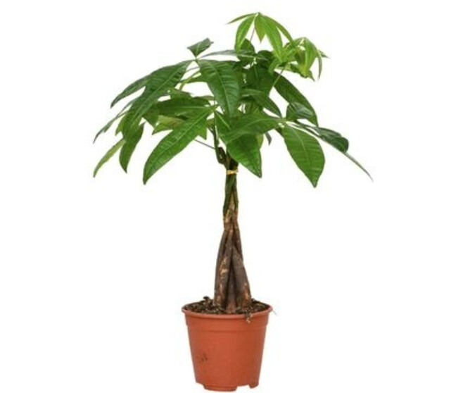 PACHIRA TRESSE