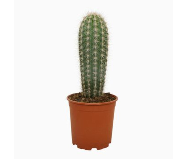 CACTUS PACHYCEREUS PRINGLEI