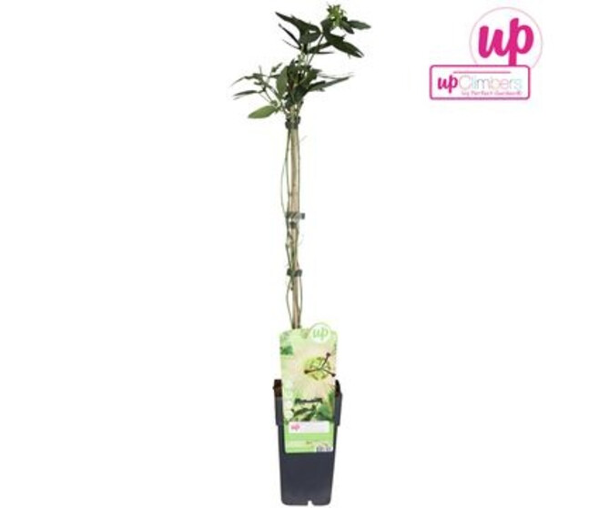 PASSIFLORE CONSTANCE ELLIOT PYRAM