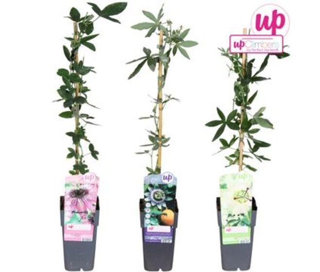 PASSIFLORE VARIE PYRAM