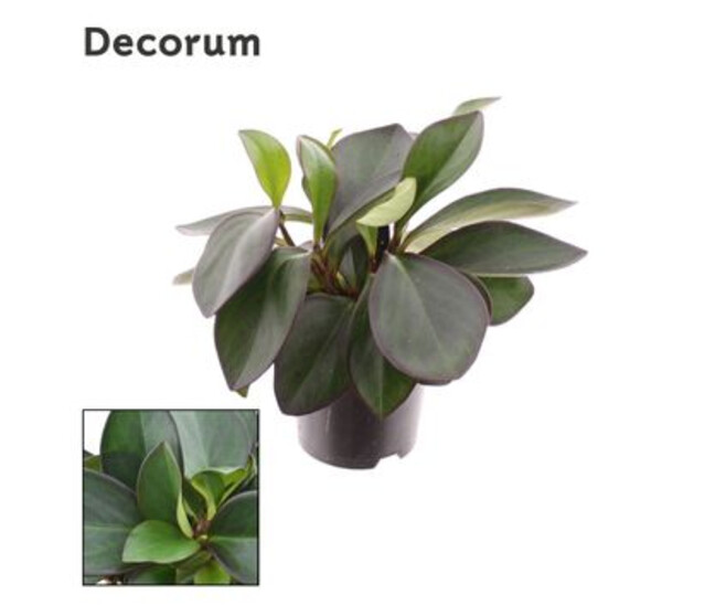 PEPEROMIA RED MARGIN