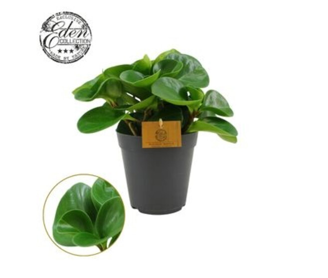 PEPEROMIA GREEN GOLD