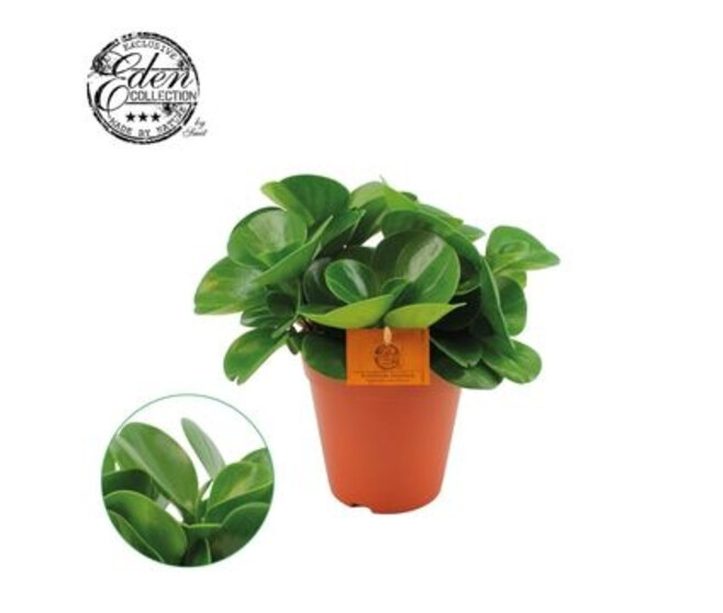 PEPEROMIA GREEN GOLD
