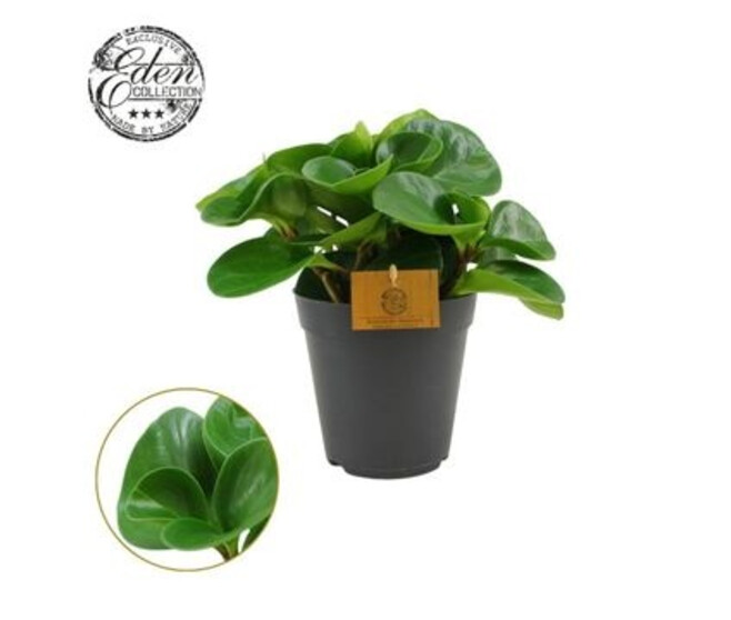 PEPEROMIA GREEN GOLD