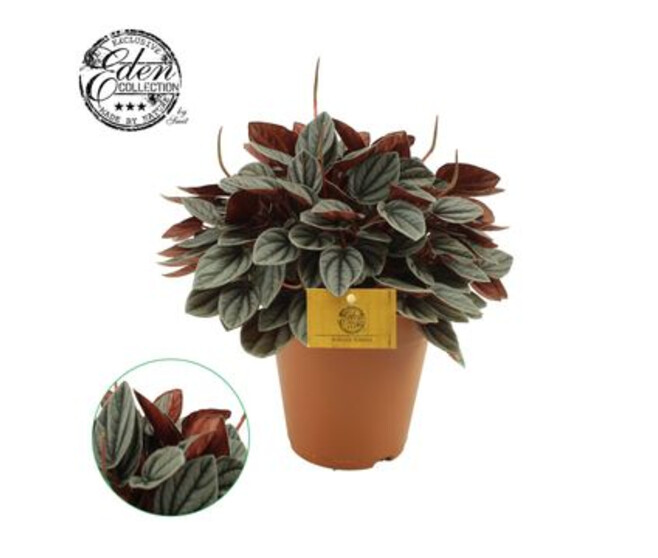 PEPEROMIA SUNRISE