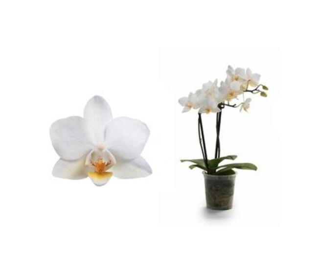 PHALAENOPSIS 2BR BLANC