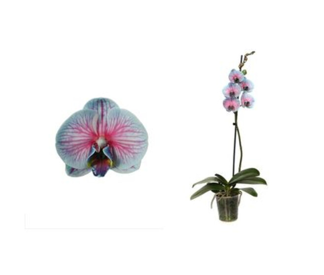 PHALAENOPSIS 1BR TEINTE BLEU