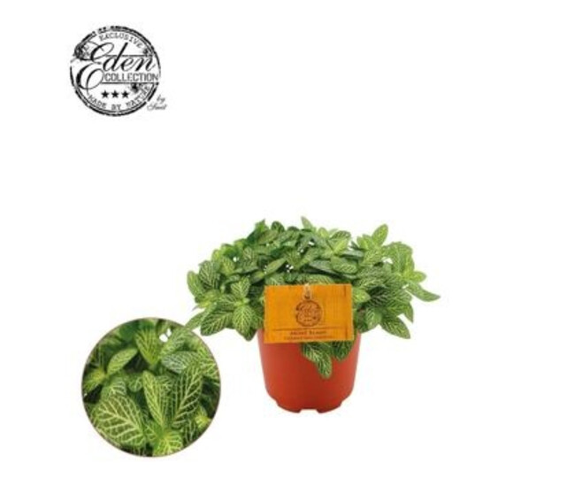 FITTONIA
