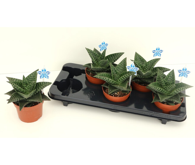 GASTERIA TIKI ZILLA