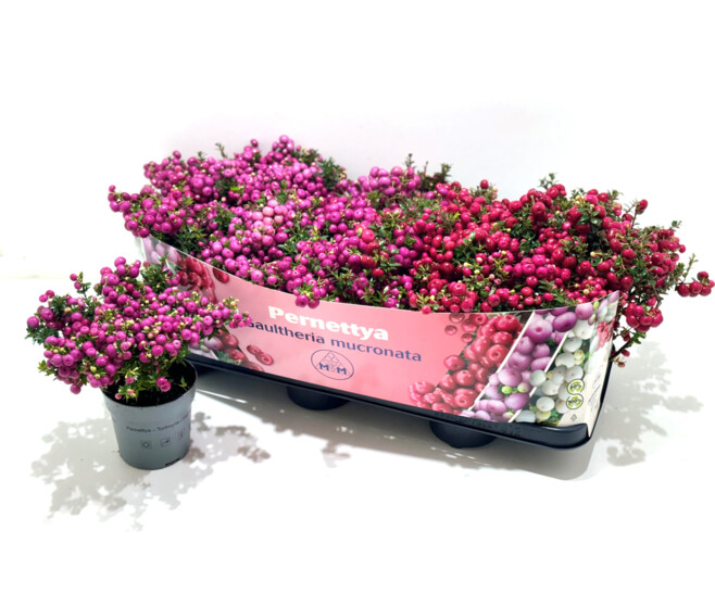 GAULTHERIA PERNETTYA