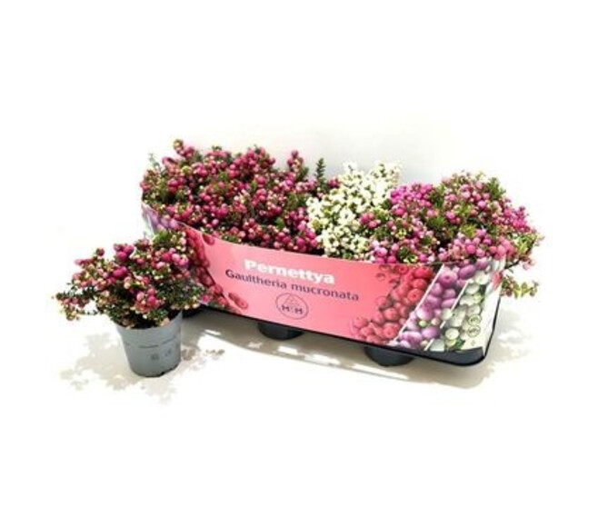 GAULTHERIA PERNETTYA