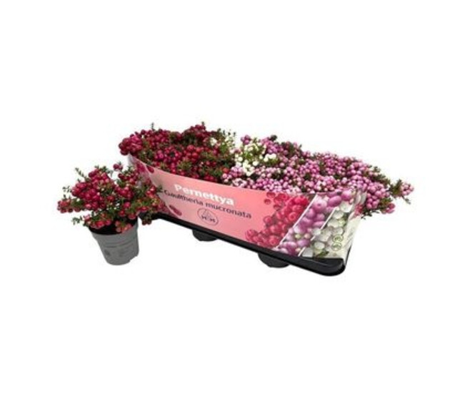GAULTHERIA PERNETTYA