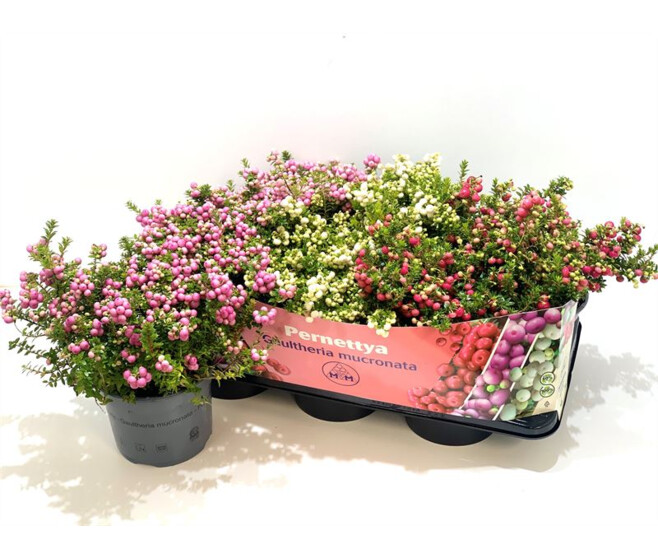 GAULTHERIA