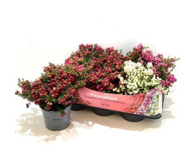 GAULTHERIA